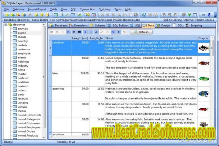 SQ Lite Expert Professional 5 x 86 Free Download with Crack