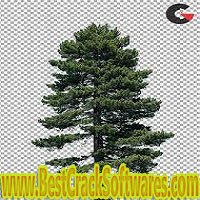  PHOTO BASH CONIFER TREES 1.0 Pc Software